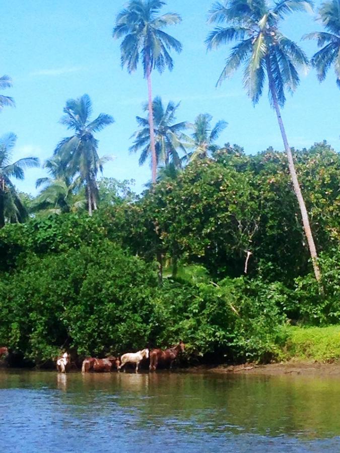 Naveria Heights Lodge Savusavu Exteriér fotografie